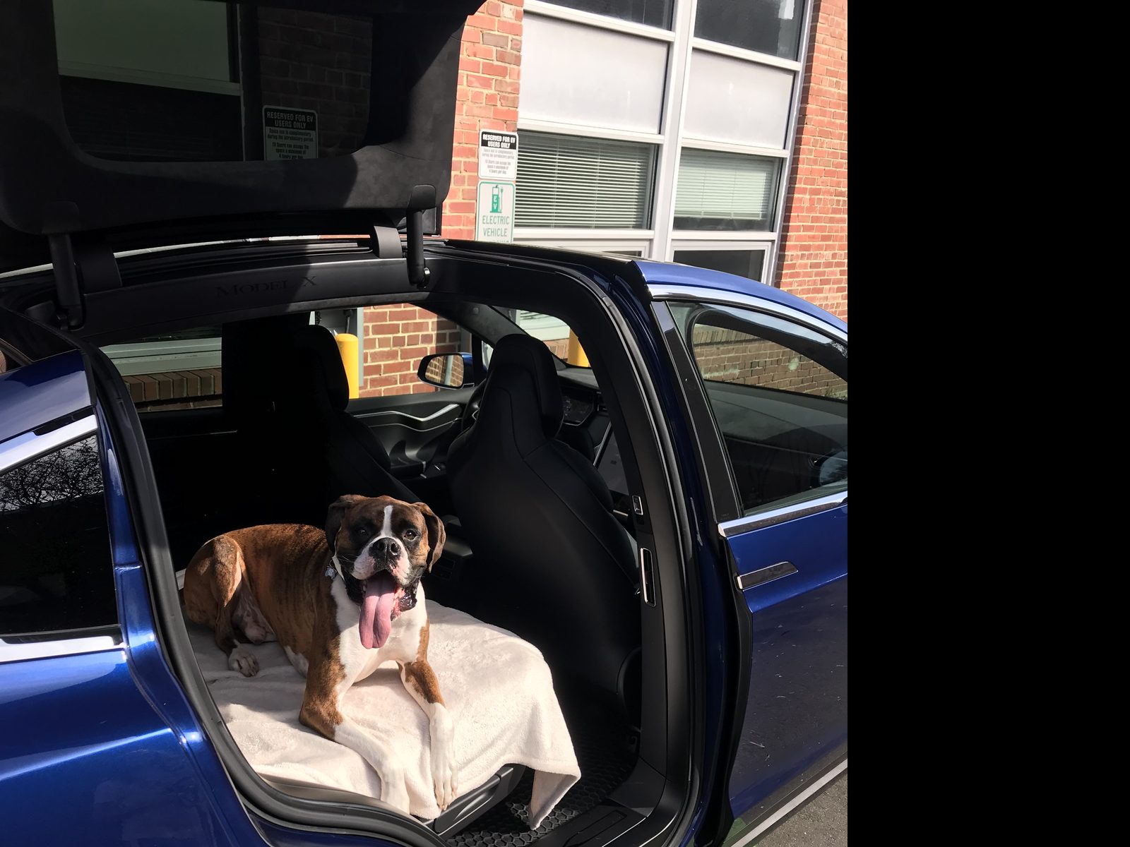 Taylor's Deep Blue Tesla Model X with a falcon-wing door open and his dog sitting in the back seat